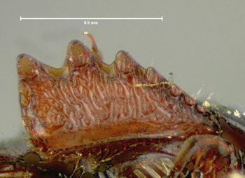 Media type: image;   Entomology 6937 Aspect: front tibia